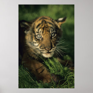 Affiche Baby Sumatran Tiger