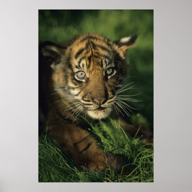 Affiche Baby Sumatran Tiger (Devant)