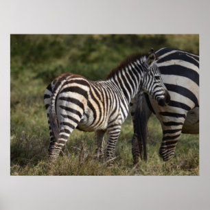 Affiche Baby Zebra en Afrique
