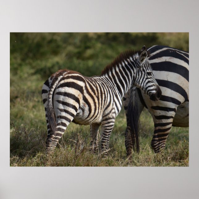 Affiche Baby Zebra en Afrique (Devant)