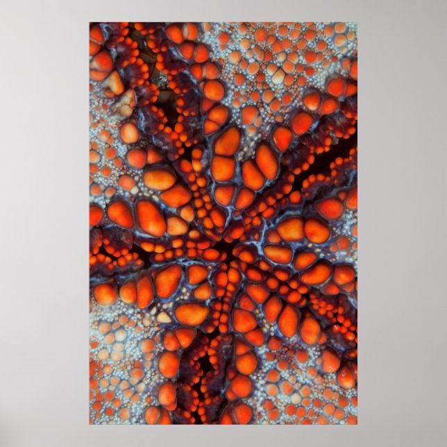 Affiche Back Side of Sea Star |cambodia (Devant)