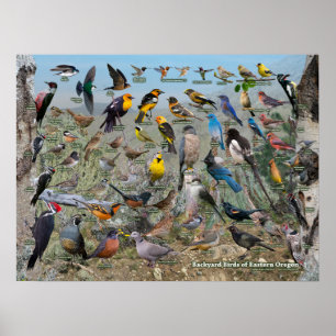 Affiche Backyard Birds of Eastern Oregon