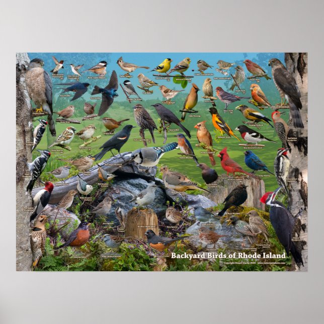 Affiche Backyard Birds of Rhode Island (Devant)