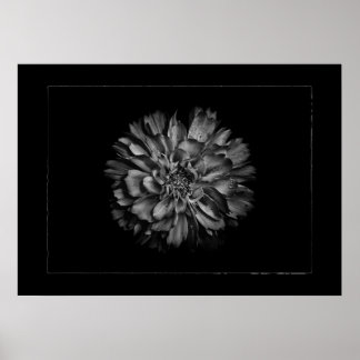Affiche Backyard Flowers In Black & White No 79 Border