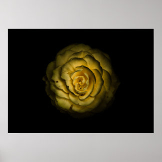 Affiche Backyard Flowers No 85 Color Version