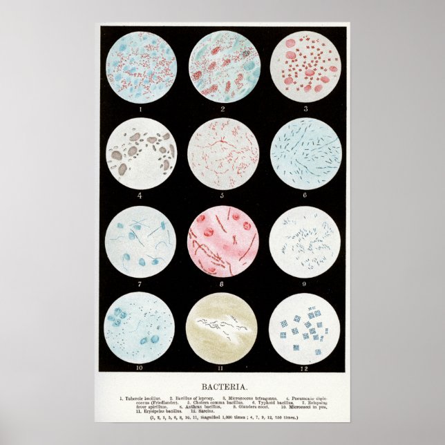 Affiche Bactérie (Devant)