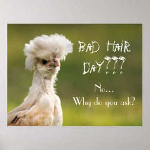 Affiche Bad Hair Day poulet