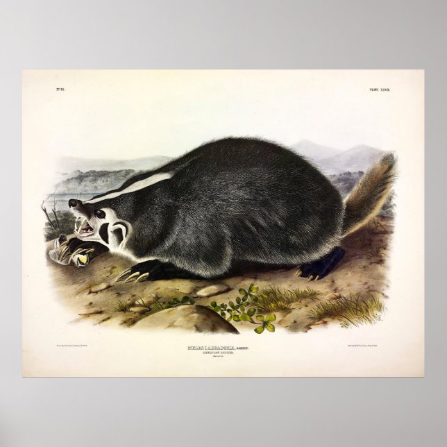 Affiche Badger américain (Taxidea taxus) par Audubon (Devant)