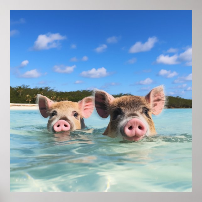 Affiche Bahamas Swimming Pig 2024 (Devant)