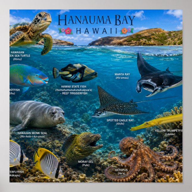 Affiche Baie de Hanauma Hawaii (Devant)