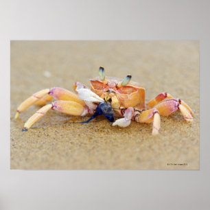 Affiche Baie de Sodwana, province de Kwazulu Natal, sud