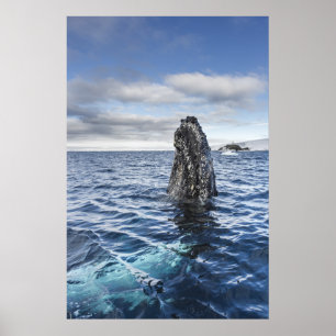 Affiche Baie d'espoir de Spyhops de baleine de bosse,