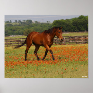 Affiche Baie Thoroughbred Horse Walking Flowers