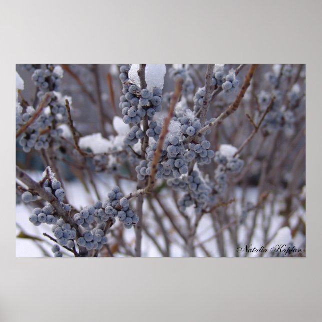 Affiche Baies congelées (Devant)