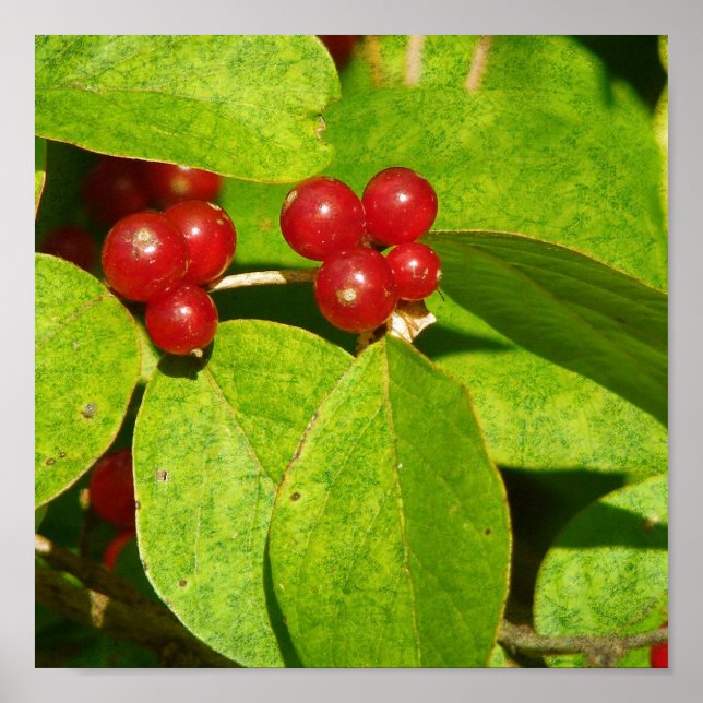 Affiche Baies rouges (Devant)