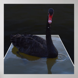 Affiche Baignade De Cygne Noir Dans L'Étang Dimensionnel,