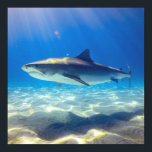 Affiche Baignade de requins Eau bleu de l'océan<br><div class="desc">Baignade de requin Eau de l'océan bleu C'est une créature majestueuse de la mer bleue profonde. Le requin gris nage avec la nageoire pointue et blanc sous le ventre. Parfait pour les amateurs de requins dans votre vie.</div>