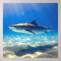 Baignade de requins Eau bleu de l'océan