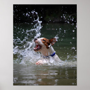 Affiche Baignade Puppy Splashing