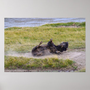 Affiche Bain de poussière de bison, parc national de Yello