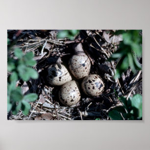 Affiche Baird''s Sandpiper Nest avec oeufs
