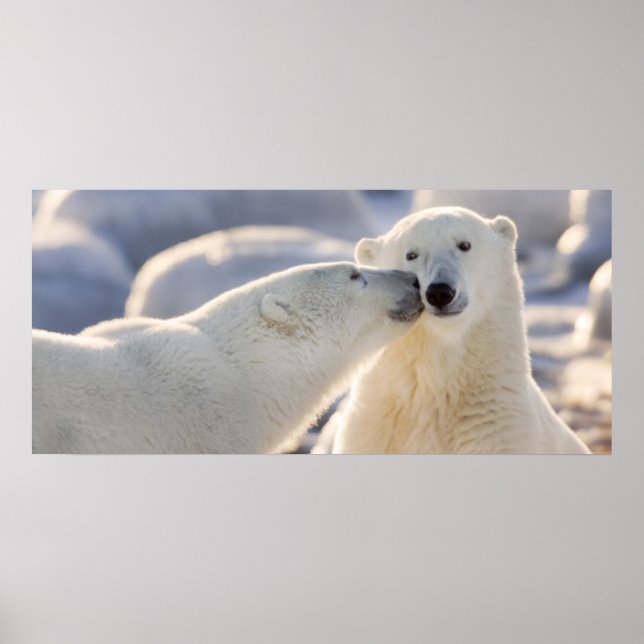 Affiche Baiser d'ours polaire (Devant)