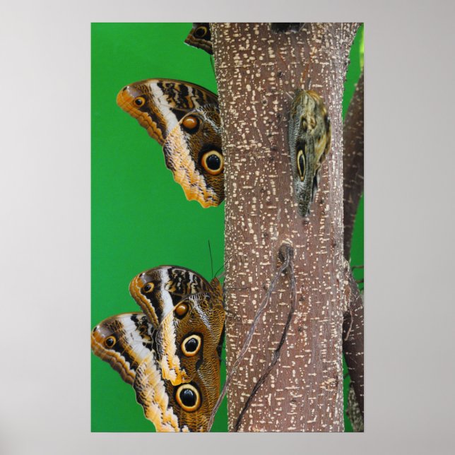 Affiche Baisers à papillon (Devant)