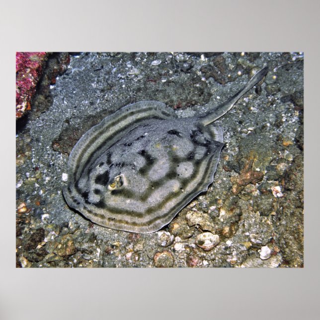 Affiche Baja Stingray (Devant)