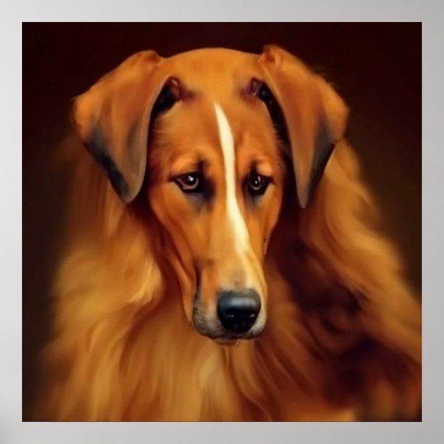 Affiche Bakharwal Chien - Portrait de chien (Devant)