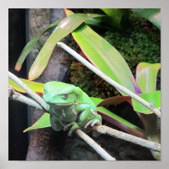 Affiche Balancer la grenouille (Devant)