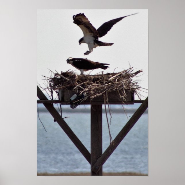 Affiche Balbuzard dans son nid (Devant)