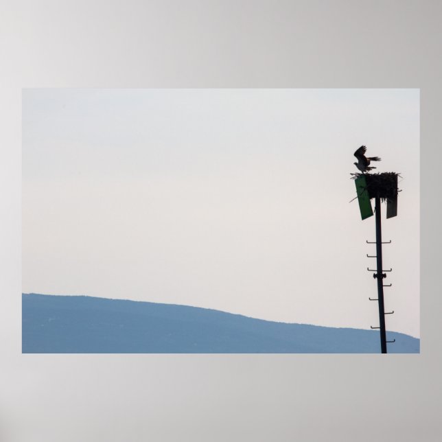 Affiche Balbuzard pêcheur devant l'île du Mont-Désert, Mai (Devant)