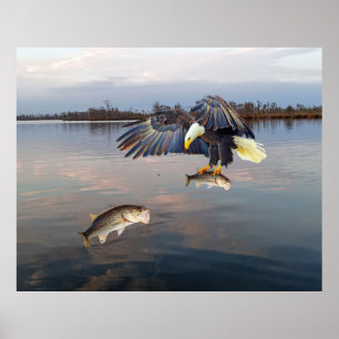 Affiche Bald Eagle Basse Pêche