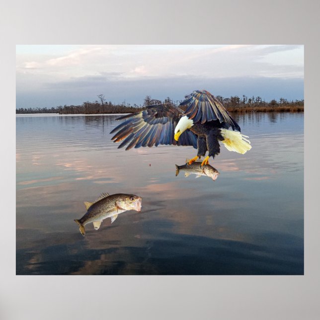 Affiche Bald Eagle Basse Pêche (Devant)