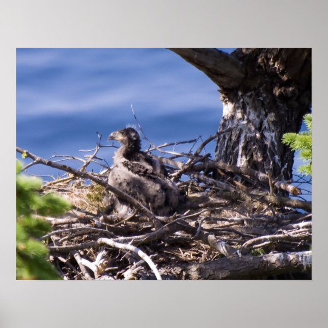 Affiche Bald Eagle Chick - Imprimantes d'art (Devant)