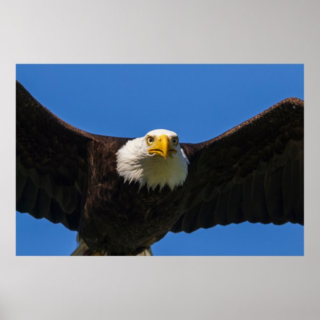Affiche Bald Eagle Flyby Up Close (Devant)