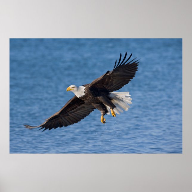 Affiche Bald eagle in flight (Devant)