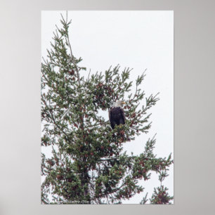 Affiche Bald Eagle P2825
