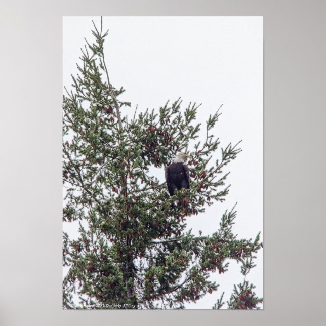 Affiche Bald Eagle P2825 (Devant)