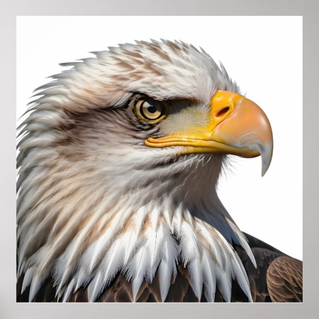 Affiche Bald Eagle Profile (Devant)