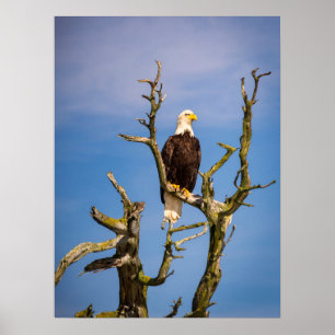 Affiche Bald Eagle, Southern Gulf Islands, BC