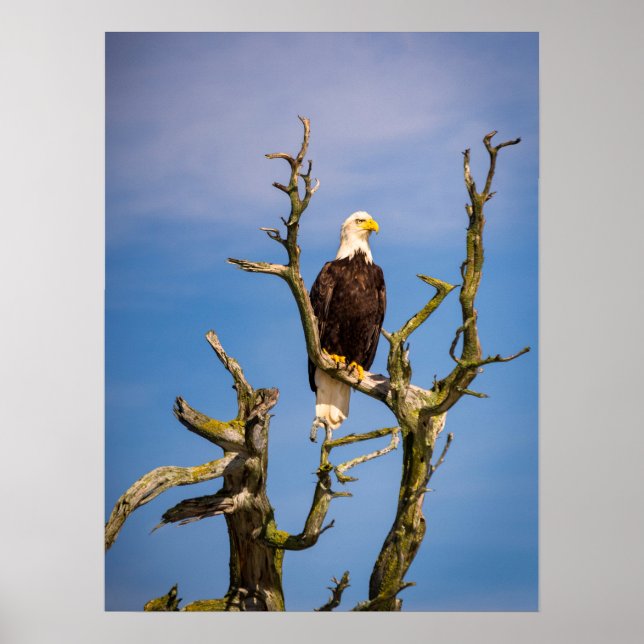 Affiche Bald Eagle, Southern Gulf Islands, BC (Devant)