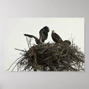 Affiche Bald Eagles nichant aux îles et aux océans Visiteu