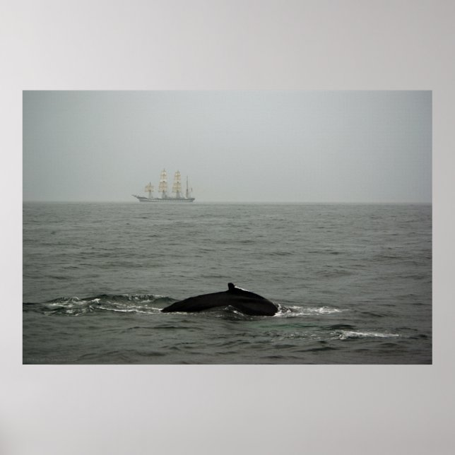 Affiche Baleine à bosse et gros navire Imprimer (Devant)