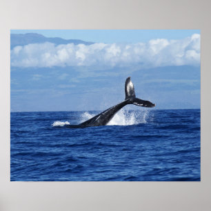 Affiche Baleine à bosse plongeant dans l'océan, nageoire c