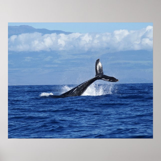 Affiche Baleine à bosse plongeant dans l'océan, nageoire c (Devant)