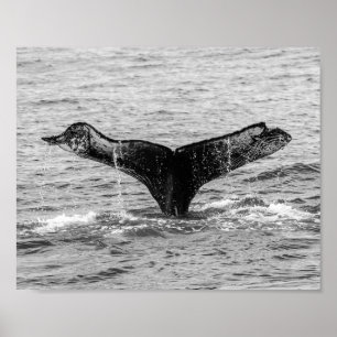 Affiche Baleine à bosse - Splash - Photographie de la faun
