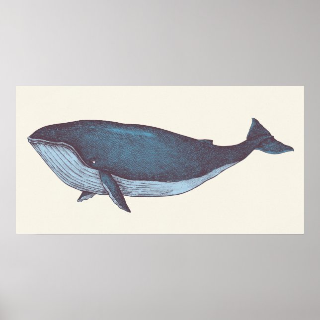 Affiche Baleine bleue (Devant)