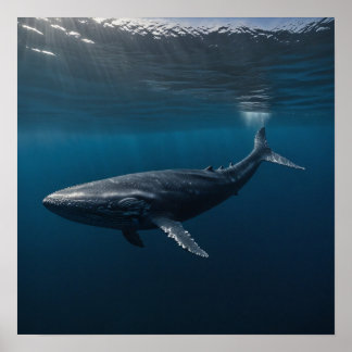 Affiche Baleine Bleue Baignade sous l'eau