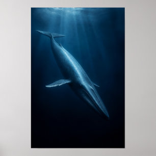 Affiche Baleine bleue nageant à travers la lumière sauvage